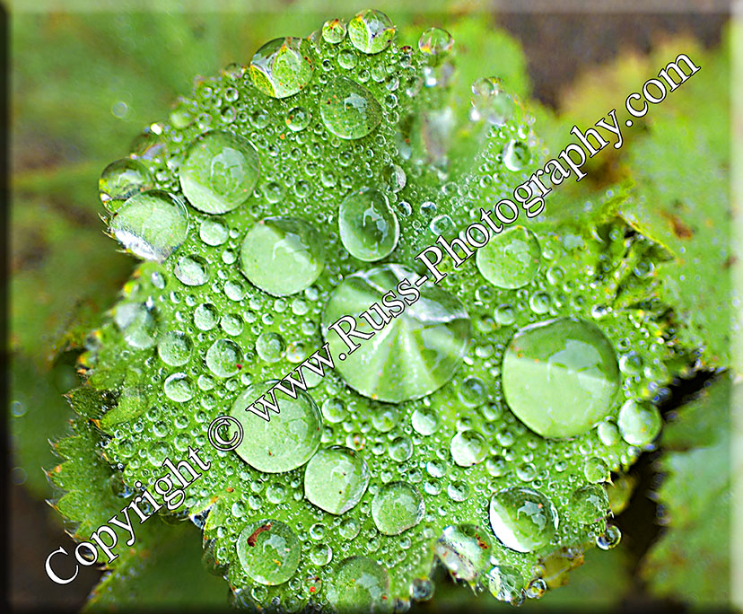 Decorative Photography