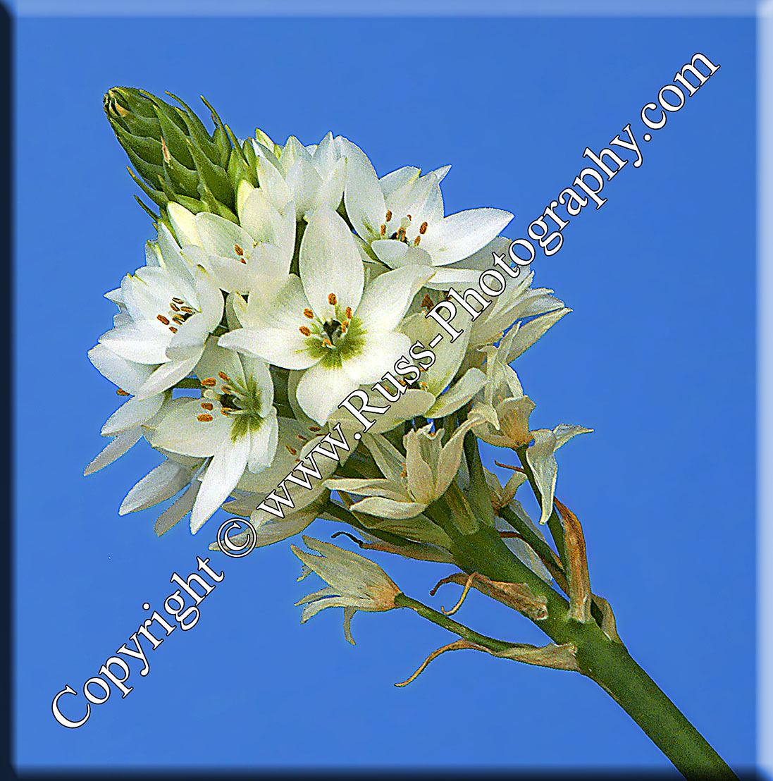 Decorative Photography