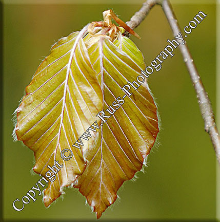 Burnished Leaves