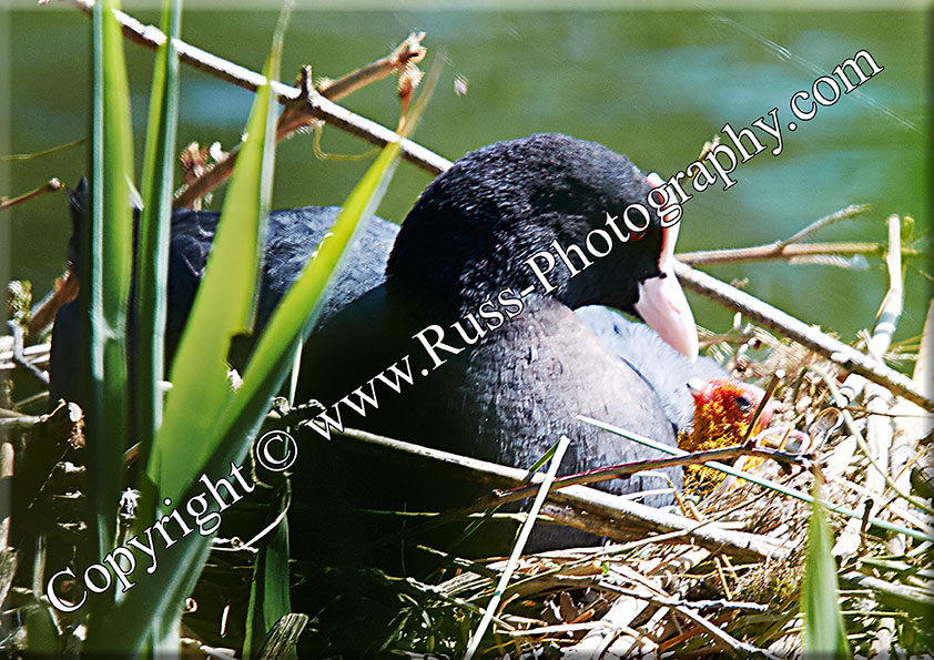 Decorative Photography