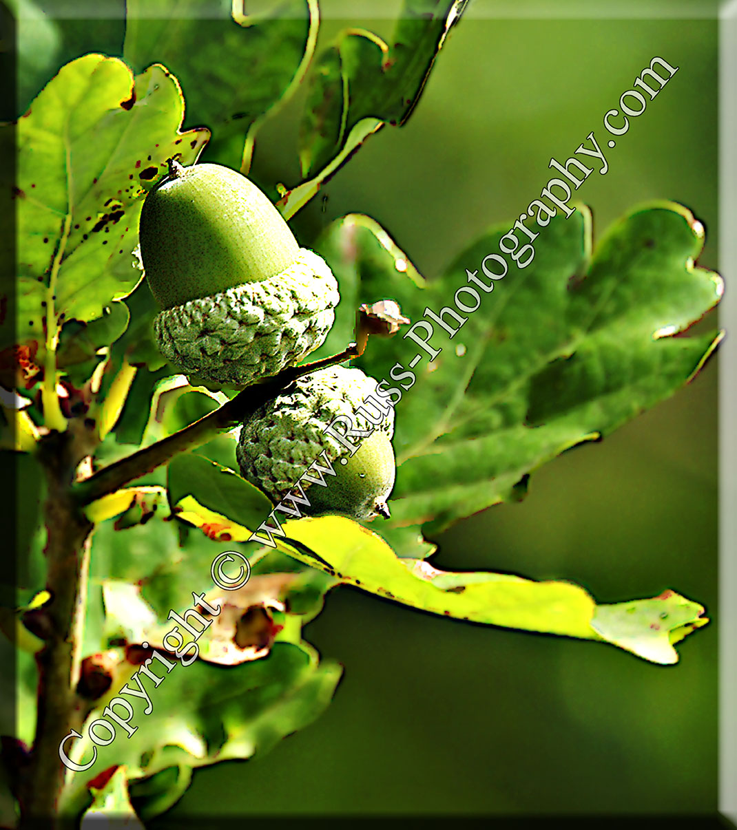 Decorative Photography