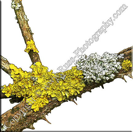 Lichen