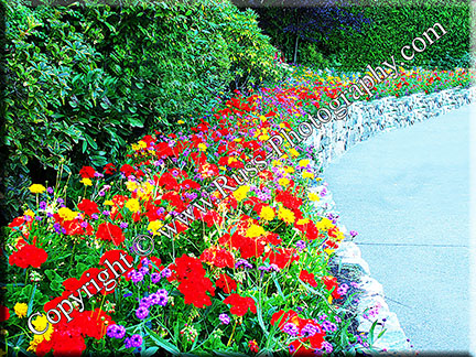Garden Colour
