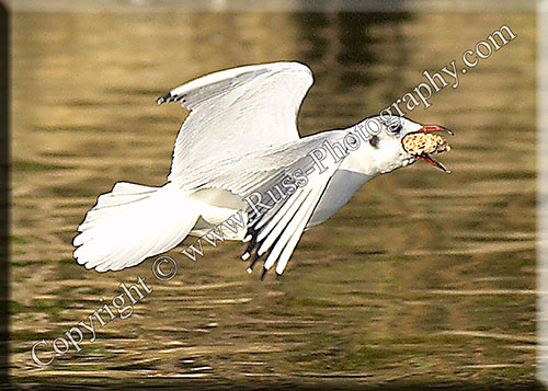 Decorative Photography