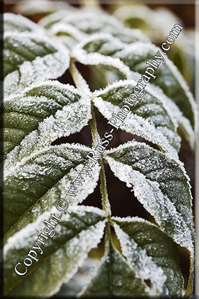 Sumac Frost