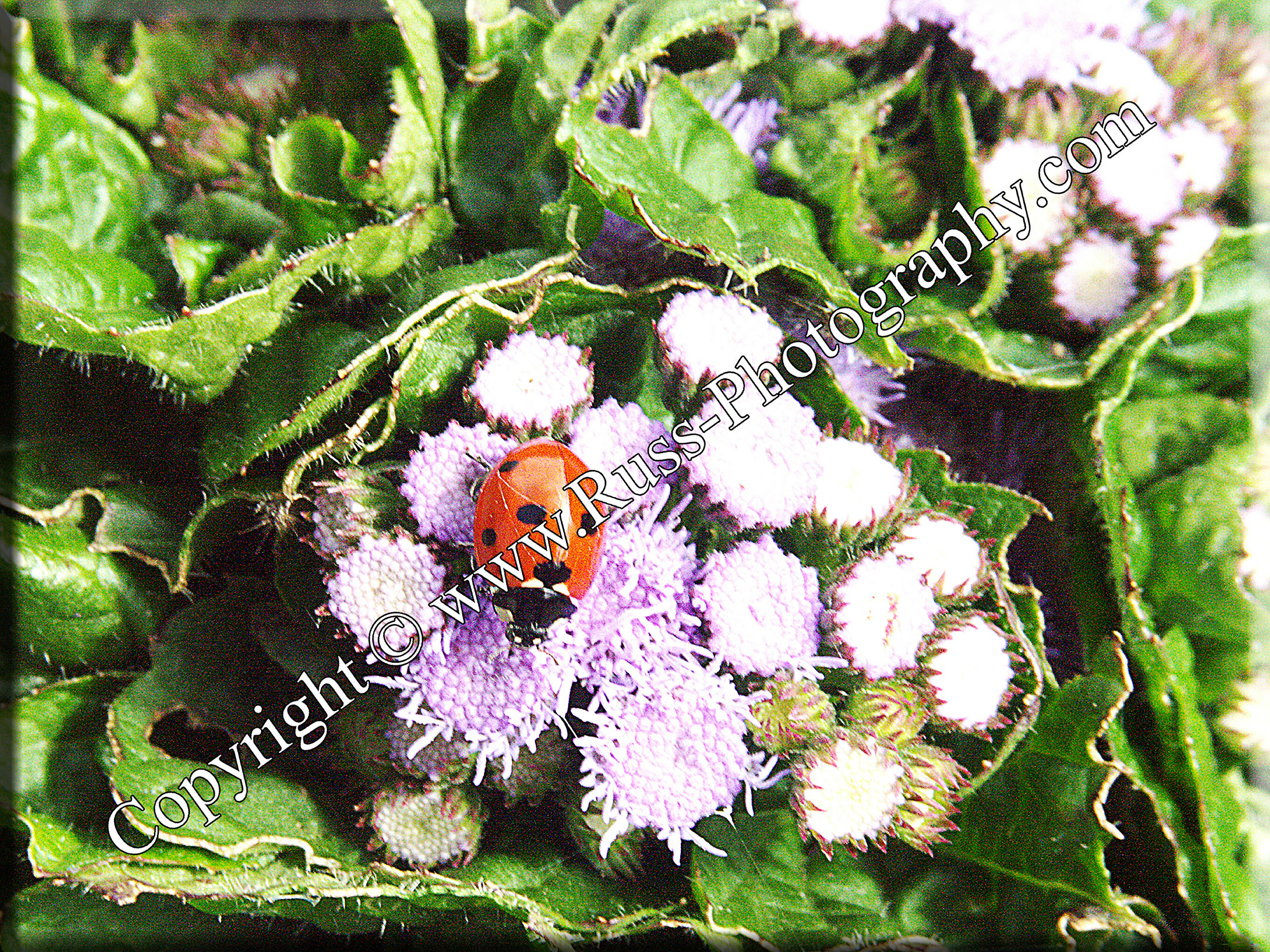 Decorative Photography