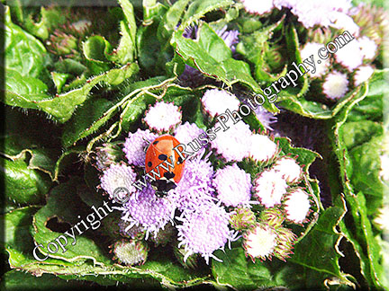 Ladybird