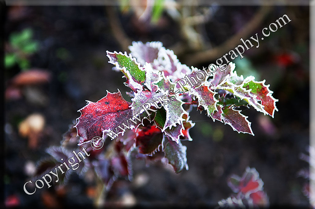 Decorative Photography