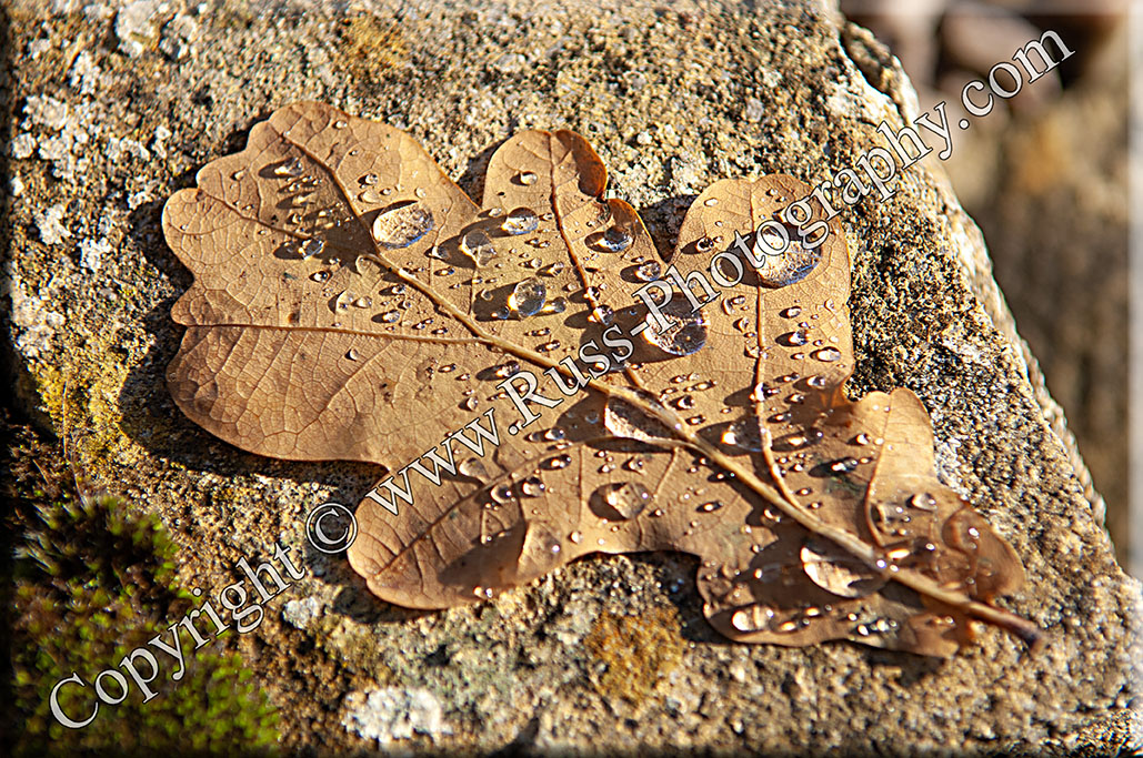 Decorative Photography