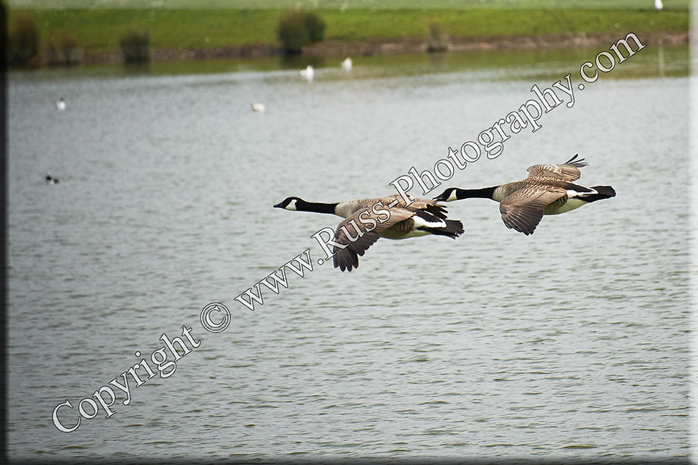 Decorative Photography