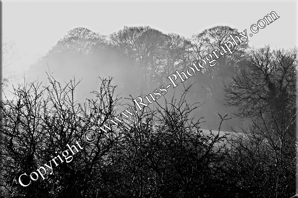 Decorative Photography