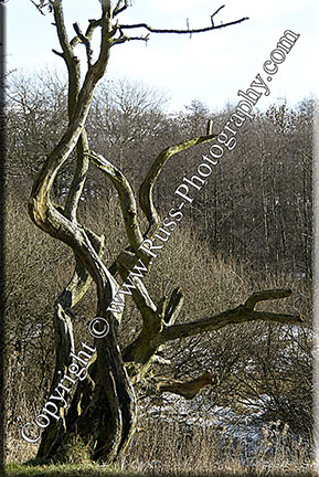Gnarled Tree