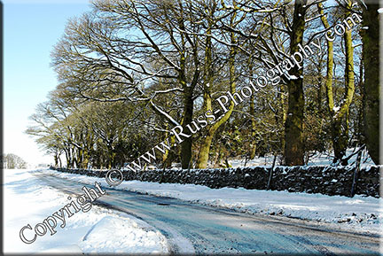 Weavers Trees
